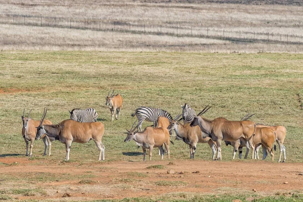 Burchells zebralar ve ortak eland bir sürü — Stok fotoğraf