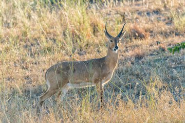 Reedbuck koç çim arasında, yan bakıyor