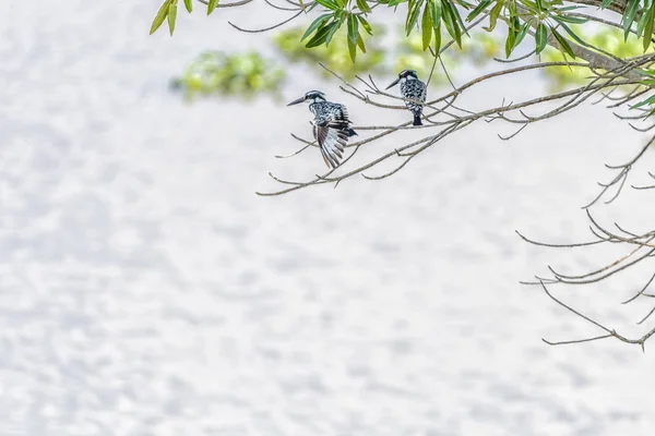 Suyun üzerindeki bir ağaçta iki pied kingfishers — Stok fotoğraf