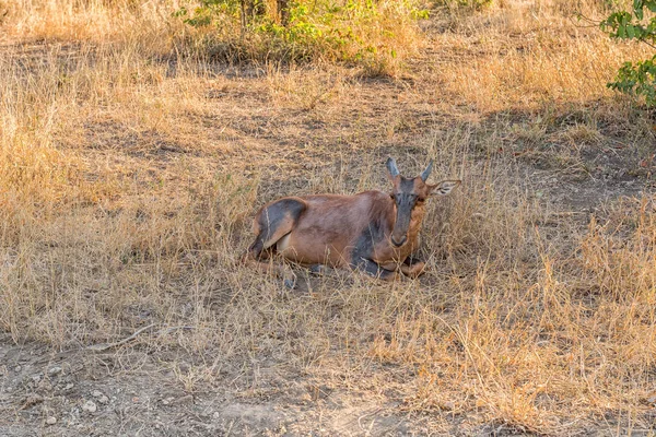 Tsessebe becerro acostado en la hierba — Foto de Stock