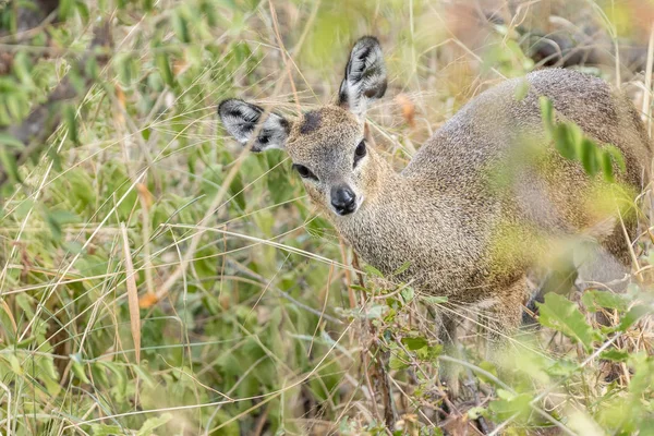 Oveja de Klipsringer escondida entre vegetación — Foto de Stock