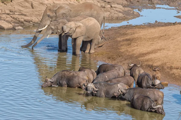 Elefantes africanos y búfalos de capa agua potable —  Fotos de Stock