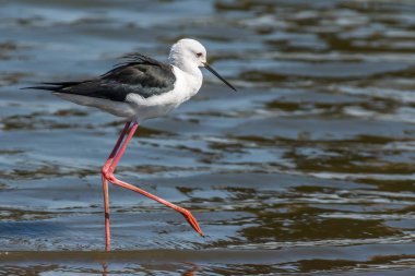 suda yürüme Uzunbacak