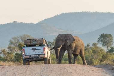 Afrika filinden bir yoldan uzaklaşan araç