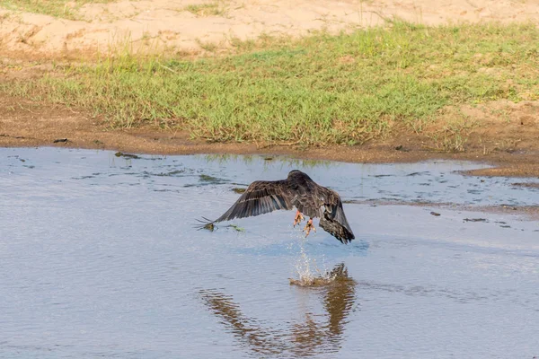 Bateleur despegando de un río — Foto de Stock