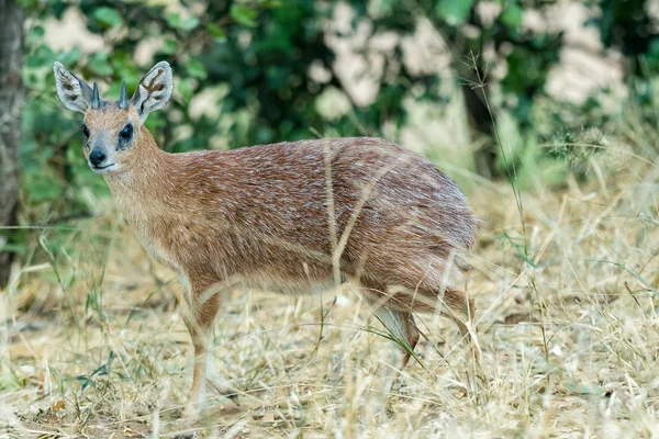 Sharpes grysbok ram zwischen gras — Stockfoto