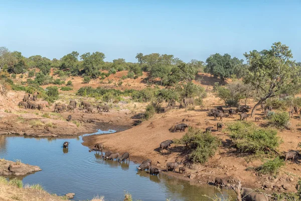 Elefanti africani e bufali di mantello in un fiume — Foto Stock