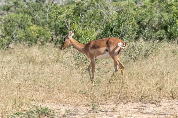 Vista lateral del impala, mostrando el detalle de su cola — Foto de Stock