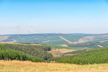 Carolina ve Badplaa arasında çam ve okaliptüs ağacı ekimi