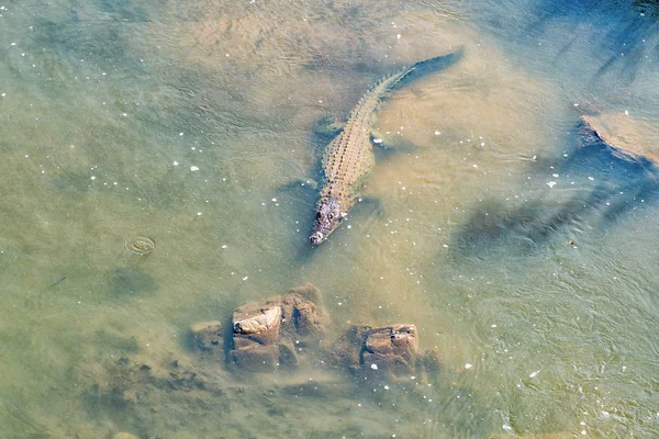 Nile crocodile in the Crocodile River near Malalane — Stock Photo, Image