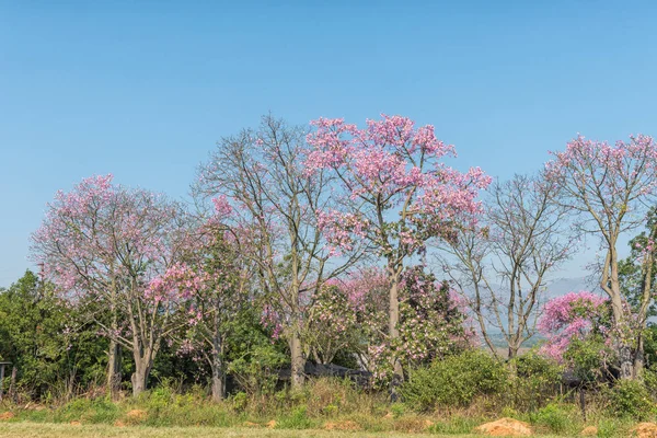 Brazilian floss silk trees, or kapok trees, Ceiba speciosa, flow — Stock Photo, Image