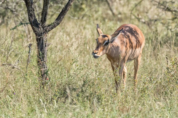 Close-up de uma ovelha impala andando — Fotografia de Stock