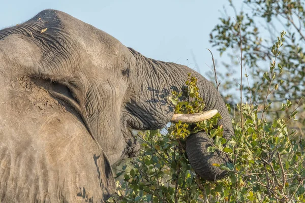 Close-up van een Afrikaanse olifant browsen op Bladeren — Stockfoto