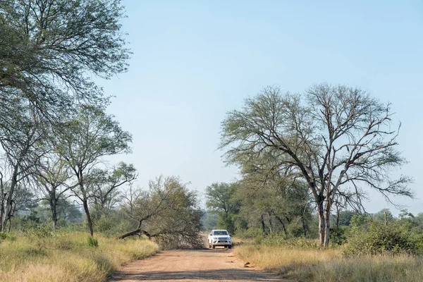 Veicolo che passa davanti a un albero abbattuto da un elefante — Foto Stock