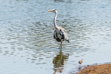 Gri balıkçıl, Ardea Cinerea, suda yürüyor