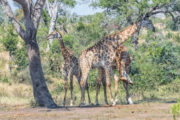 Two bull giraffes fighting with their necks, called necking — Stock Photo, Image