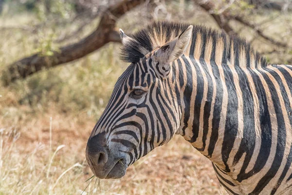 Kopfbild eines erwachsenen Burchells Zebras — Stockfoto