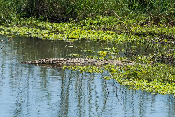 水の植物の間の川でナイルワニ — ストック写真