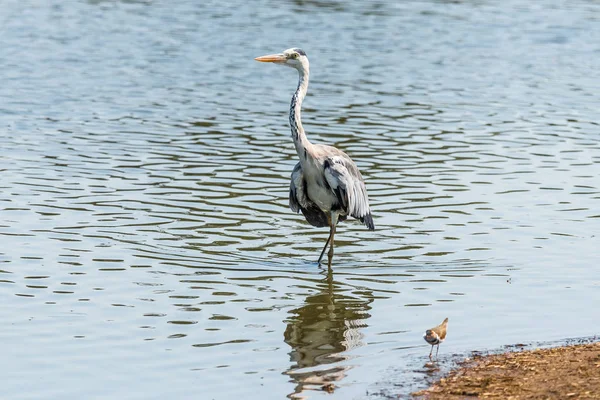 灰鲱鱼，Ardea cinerea，在水中行走 — 图库照片