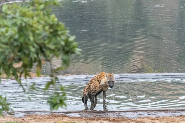 Male spotted hyaena emerging from a dam — Stock Photo, Image