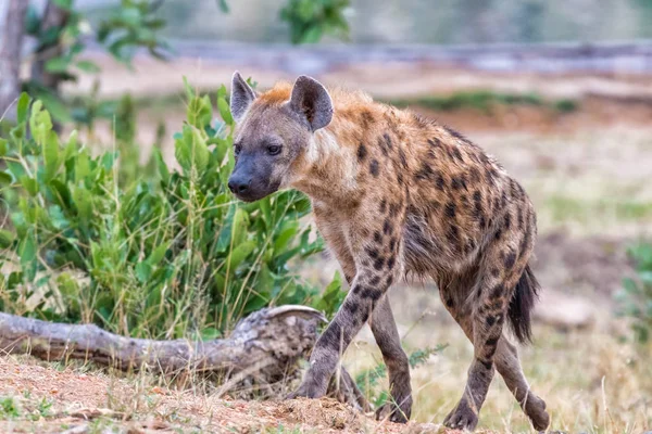 Gefleckte Hyäne beim Gehen — Stockfoto