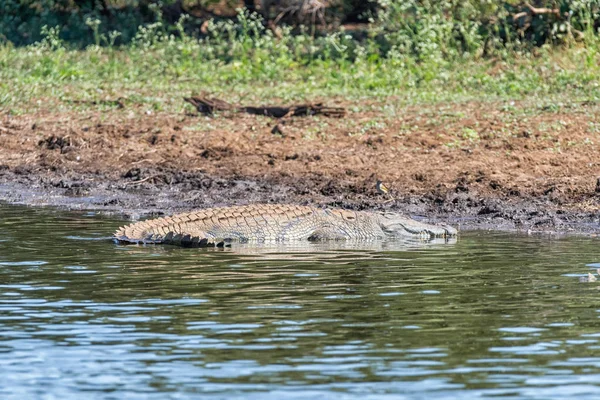 Crocodilo do Nilo em Sunset Dam — Fotografia de Stock