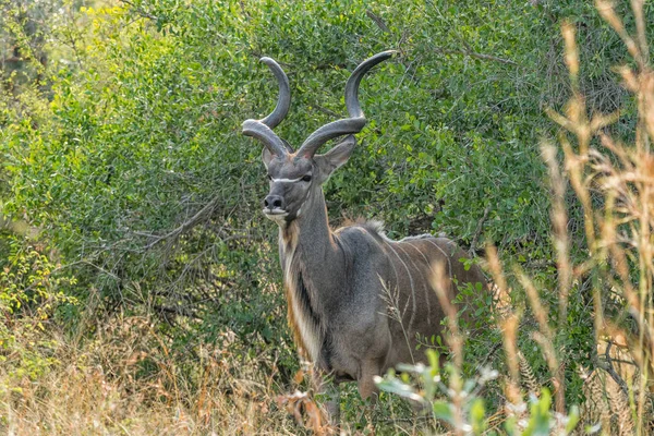Närbild av en större kudu tjur — Stockfoto