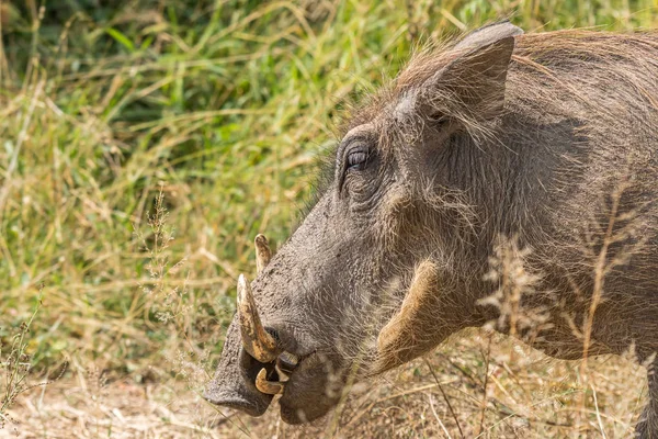 Head profile of a common warthog