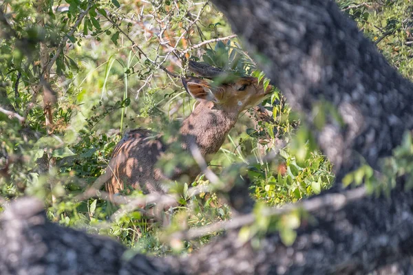 Reedbuck, Redunca arundinum, в густой растительности — стоковое фото