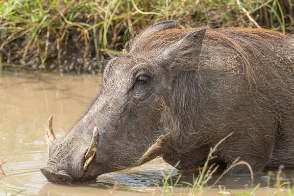 Common warthog drinking water in a muddy pond — Stock Photo, Image
