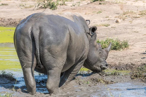 Rhinocéros blanc dans un étang boueux — Photo