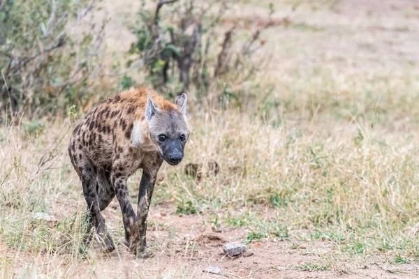 Macho manchado hyaena caminar — Foto de Stock