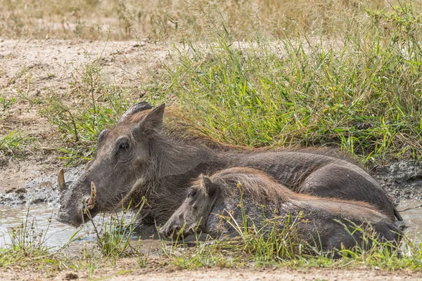 Cerda y lechón común en un estanque fangoso — Foto de Stock