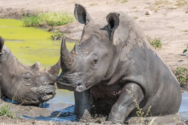 진흙탕을 취하는 흰 코뿔소 — 스톡 사진