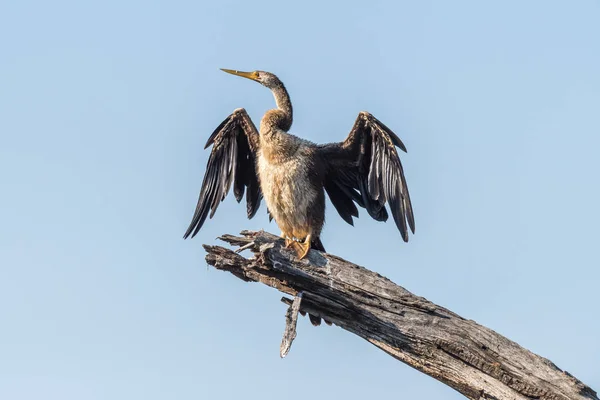 Африканский дерзкий сушит свои крылья на солнце — стоковое фото