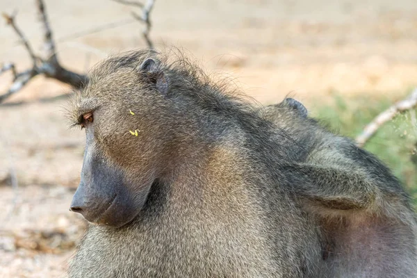 Chacma babuino, Papio ursinus, siendo arreglado — Foto de Stock
