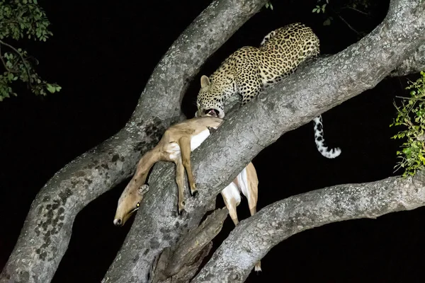 Leopard, Panthera pardus, with its prey, in a tree — Stock Photo, Image