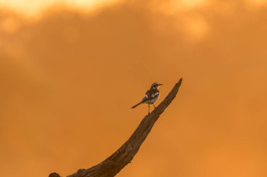 Afrika Pied Wagtail, Motacilla aguimp, ölü bir ağaç kütüğü üzerinde