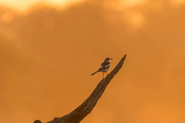 Afrika Pied Wagtail, Motacilla aguimp, ölü bir ağaç kütüğü üzerinde — Stok fotoğraf