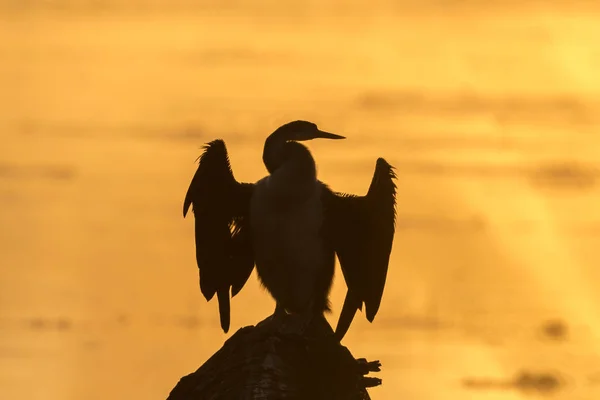 Silhouette of an african darter against the glare of sunrise — Stock Photo, Image