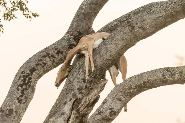 Matar leopardo, un impala, en un árbol — Foto de Stock