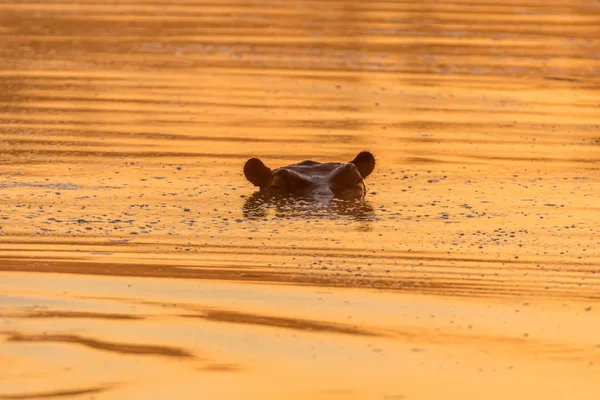 Yeux et oreilles de l'hippopotame au-dessus de l'eau au lever du soleil — Photo