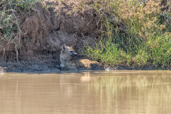 Spotted hyena lying in a pond — Stock Photo, Image