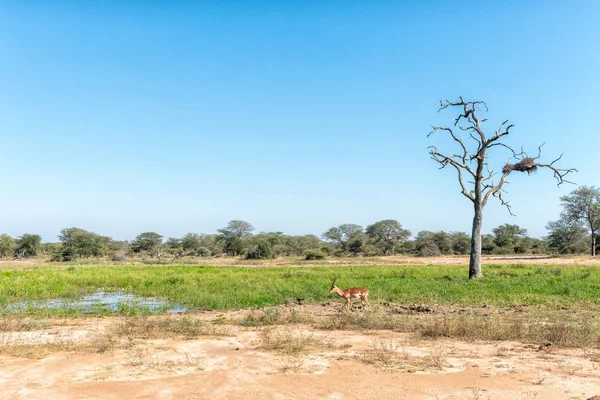 Een Impala RAM, Aepyceros melampus, op weg naar water — Stockfoto