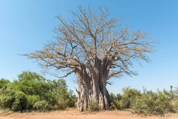 Drzewie baobabu, adansonia digitata — Zdjęcie stockowe