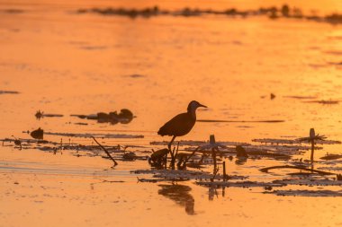 Gündoğumu bir Afrikalı Jacana gündoğumu içinde Silhouette