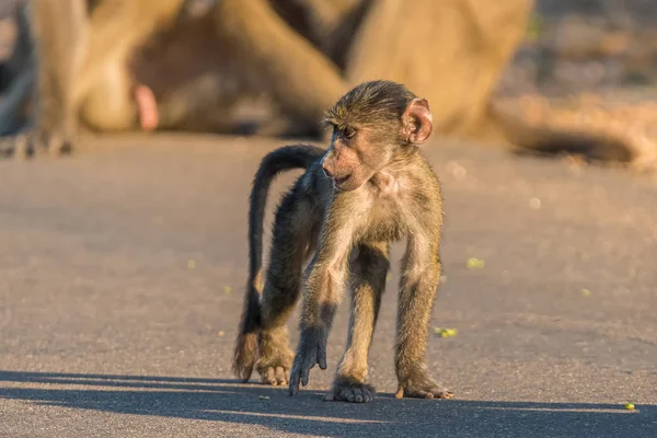 Young chacma baboon walking in a road — Stock Photo, Image