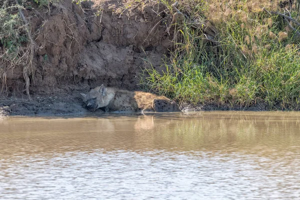 Hiena manchada durmiendo en un estanque — Foto de Stock
