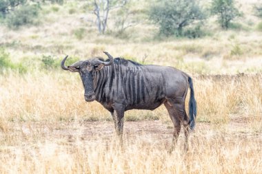 Mavi wildebeest kameranın doğru seyir