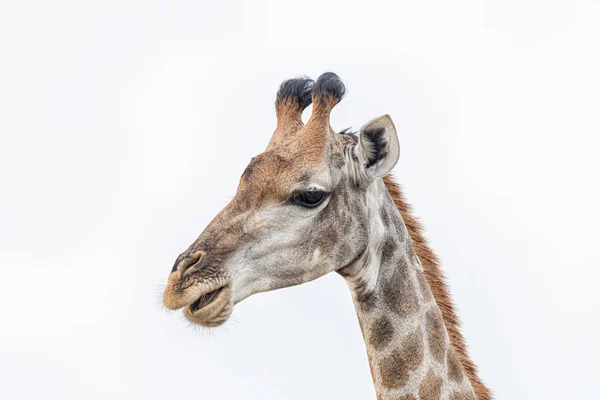 Güney Afrika zürafa yüzü yakın çekim — Stok fotoğraf